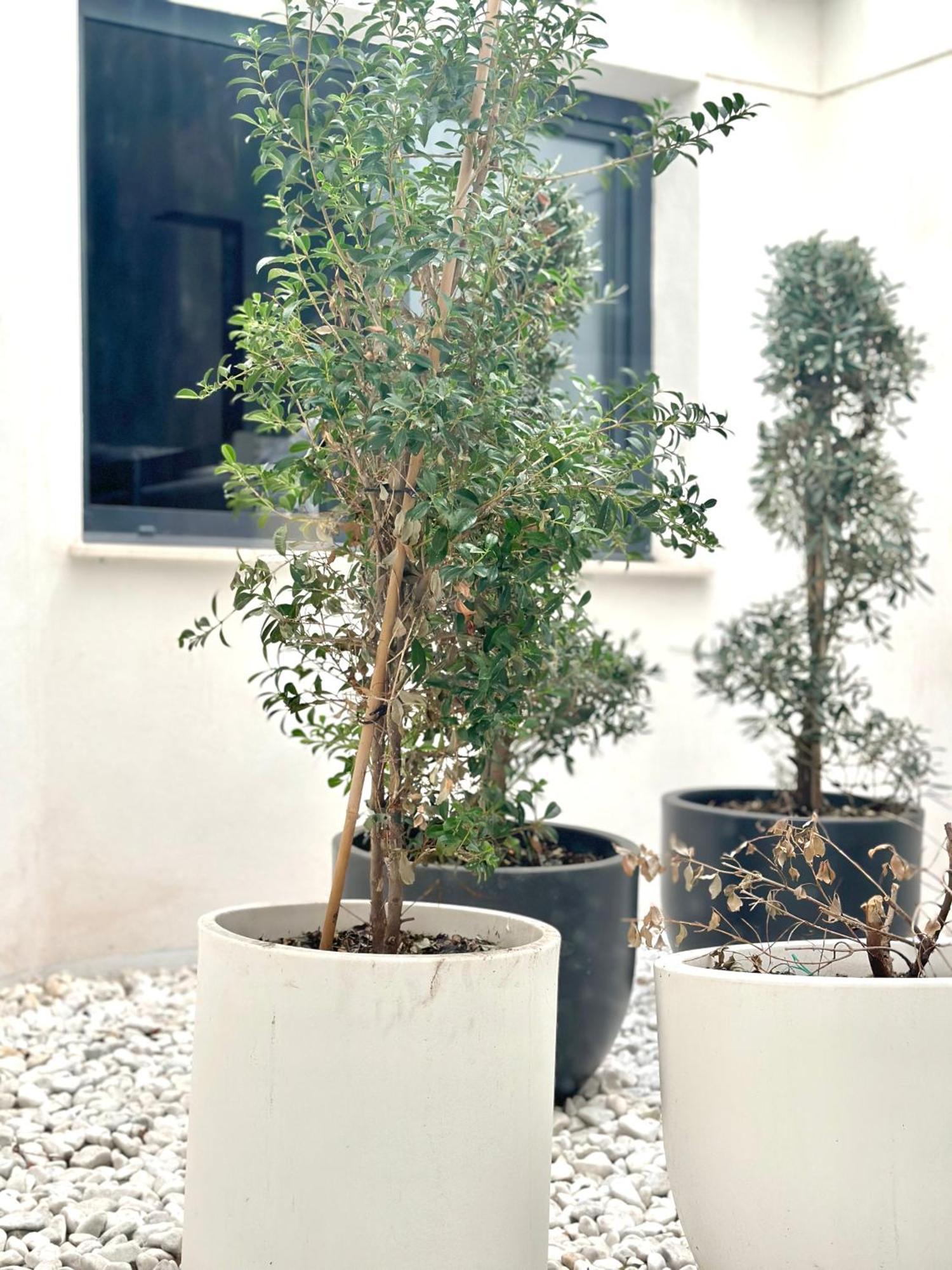 Hostel Alicante A-Cero Living מראה חיצוני תמונה
